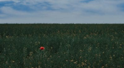 Saint Thérèse was a realist. In her childhood, she often took the smallest things to heart, to the point of shedding tears. This aspect of her childhood seems to have left its mark on her spiritual doctrine of the Little Way. It shows how humility and profound “littleness” lead the soul to embrace God profoundly. [...]