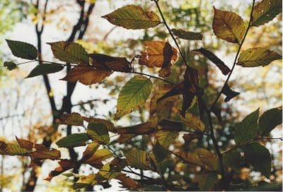 Advent is well-timed with the changing of the seasons. Like the fading leaves with their empty promises, Advent is a stirring reminder that the Kingdom of God is already and not yet.